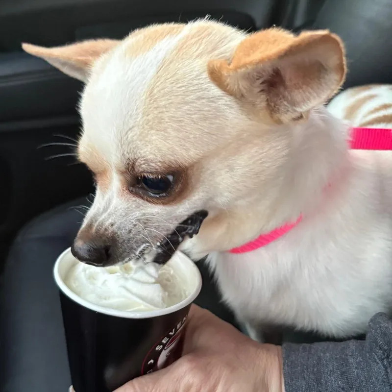 Shane Shane thumbnail 3