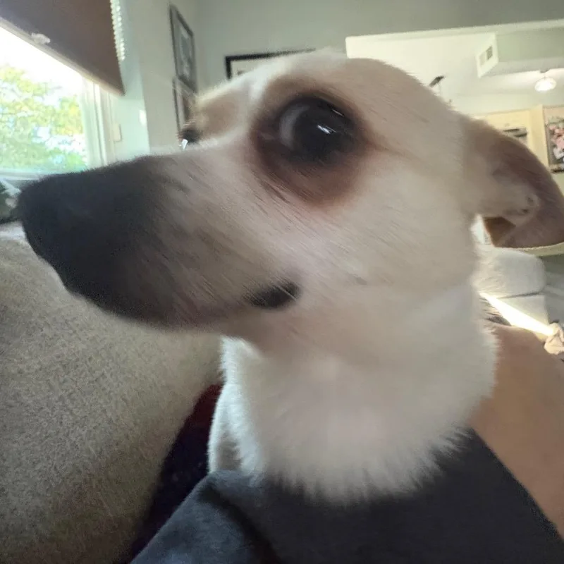 Shane Shane thumbnail 5