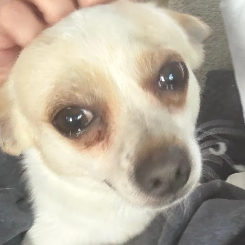 Shane Shane thumbnail 6