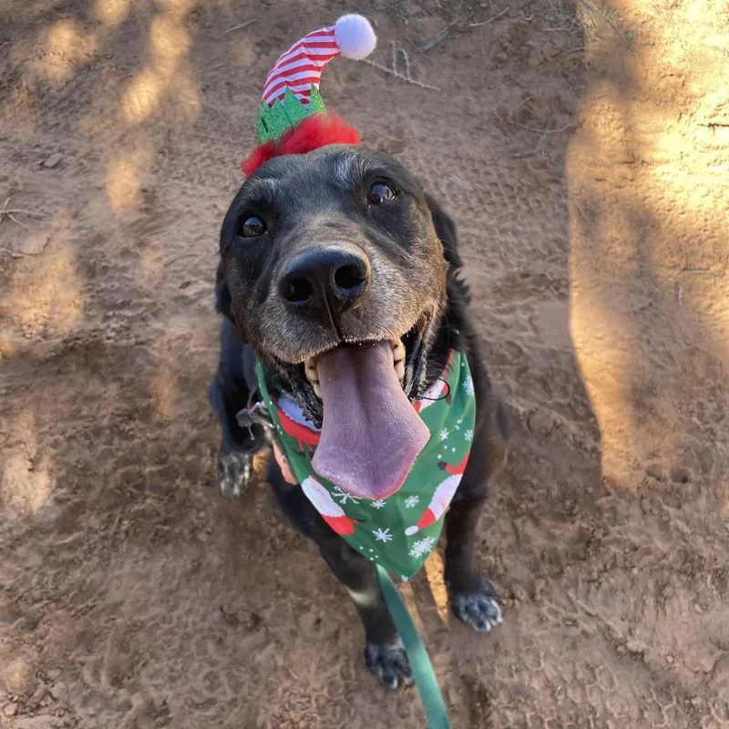 Sherlock thumbnail 6