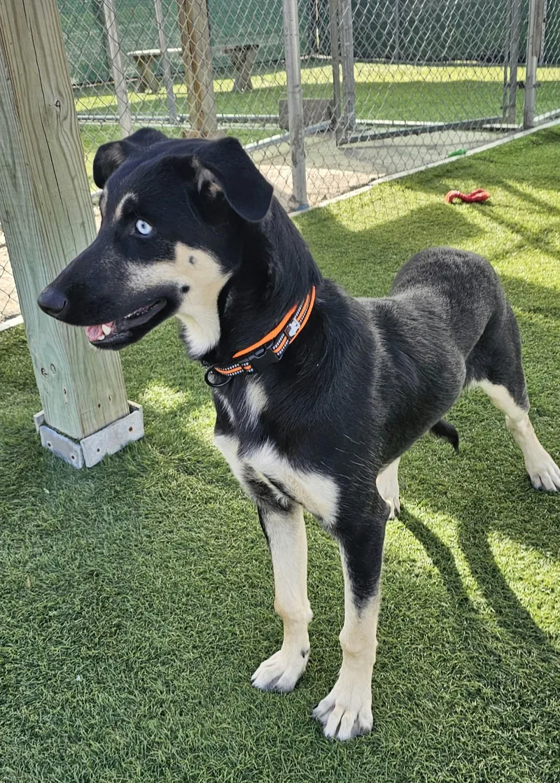 A young large-sized male Black Husky dog named Kazoo for adoption in Sparta, WI