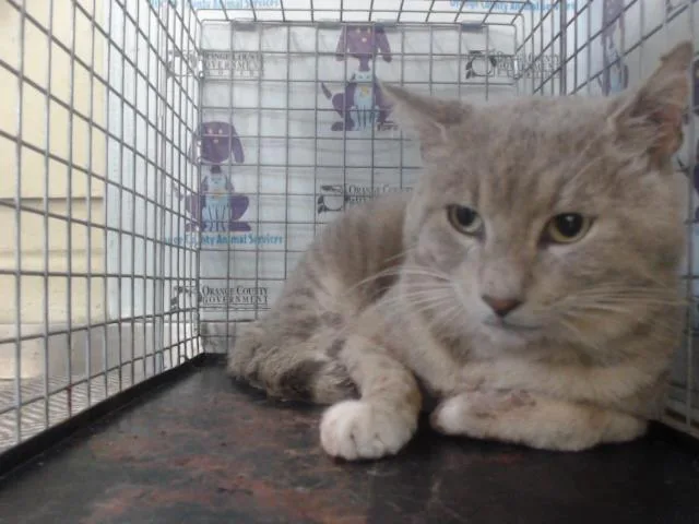 A young small-sized male Domestic Short Hair cat named Charlie for adoption in Orlando, FL