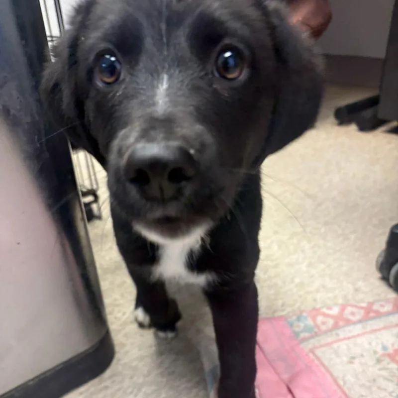 A baby medium-sized female Black Border Collie dog named Emy for adoption in Taos, NM