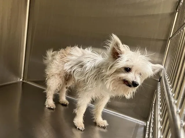 A senior small-sized female Maltese dog named Melody for adoption in Tustin, CA