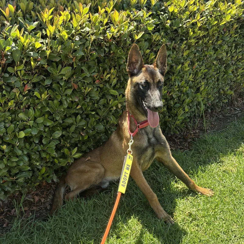 A young medium-sized male Brown / Chocolate Belgian Shepherd / Malinois dog named Cutty for adoption in Rancho Santa Margarita, CA