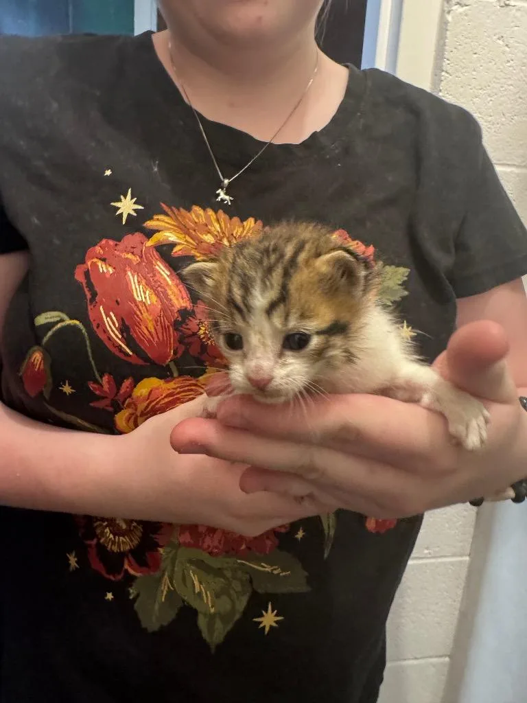 A baby medium-sized male Domestic Short Hair cat named Meatball for adoption in Johnson City, TN
