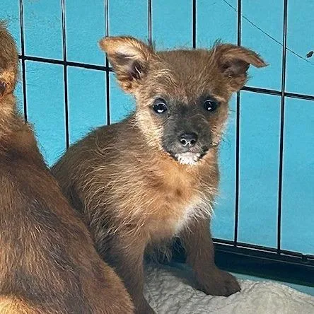A baby small-sized female Gray / Blue / Silver Mixed Breed dog named Lizzy for adoption in Poplar Bluff, MO