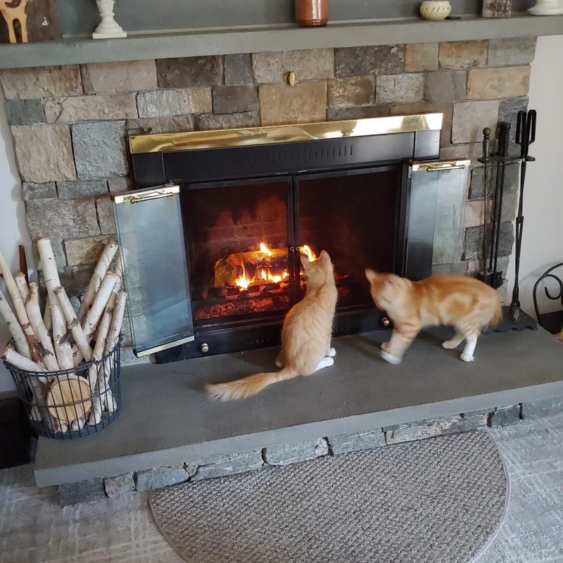 A young medium-sized female Orange / Red Domestic Medium Hair cat named Bacon Bonded with Eggs for adoption in Kennebunk, ME
