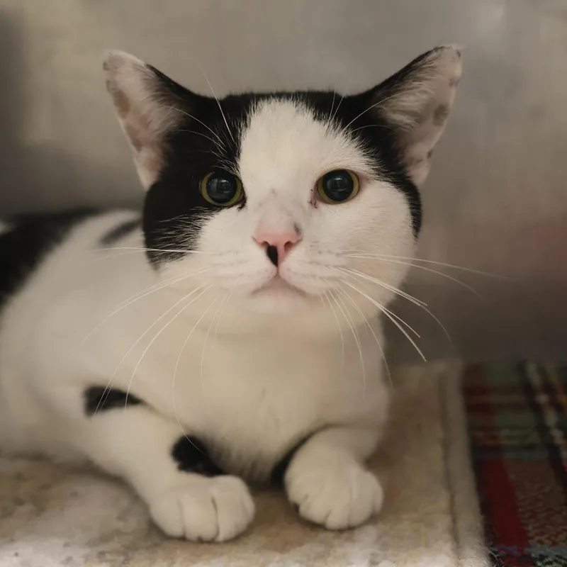 An adult large-sized male Black Domestic Short Hair cat named Wolden for adoption in Briarcliff Manor, NY