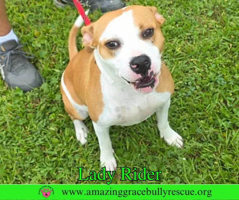 An adult medium-sized female American Bulldog dog named Lady Rider for adoption in Pensacola, FL