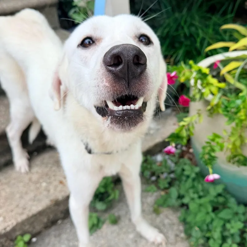 An adult large-sized female Great Pyrenees dog named Dolly for adoption in New Orleans, LA