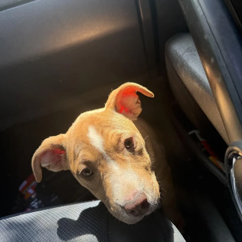 A baby small-sized female Yellow / Tan / Blond / Fawn Mixed Breed dog named Mimi for adoption in Columbus, GA