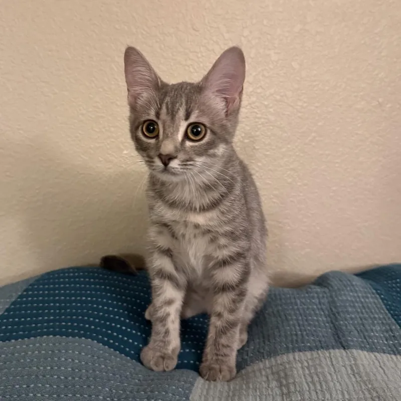 Pinocchio thumbnail 2