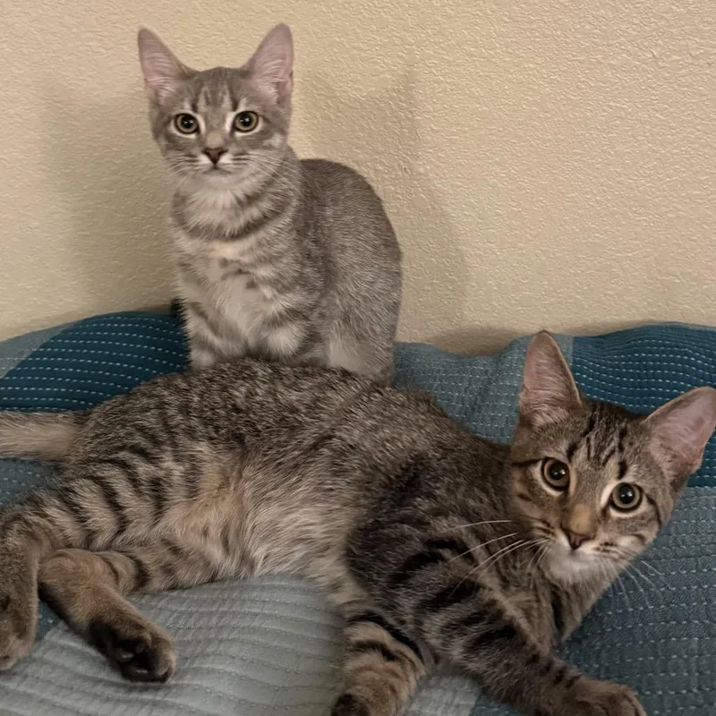 Pinocchio thumbnail 3