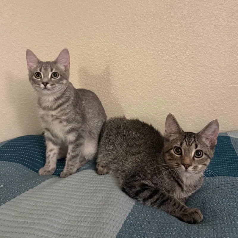 Pinocchio thumbnail 4