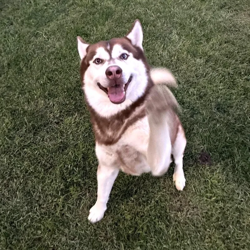 An adult large-sized male Red / Chestnut / Orange Husky dog named Alexander for adoption in Delano, CA