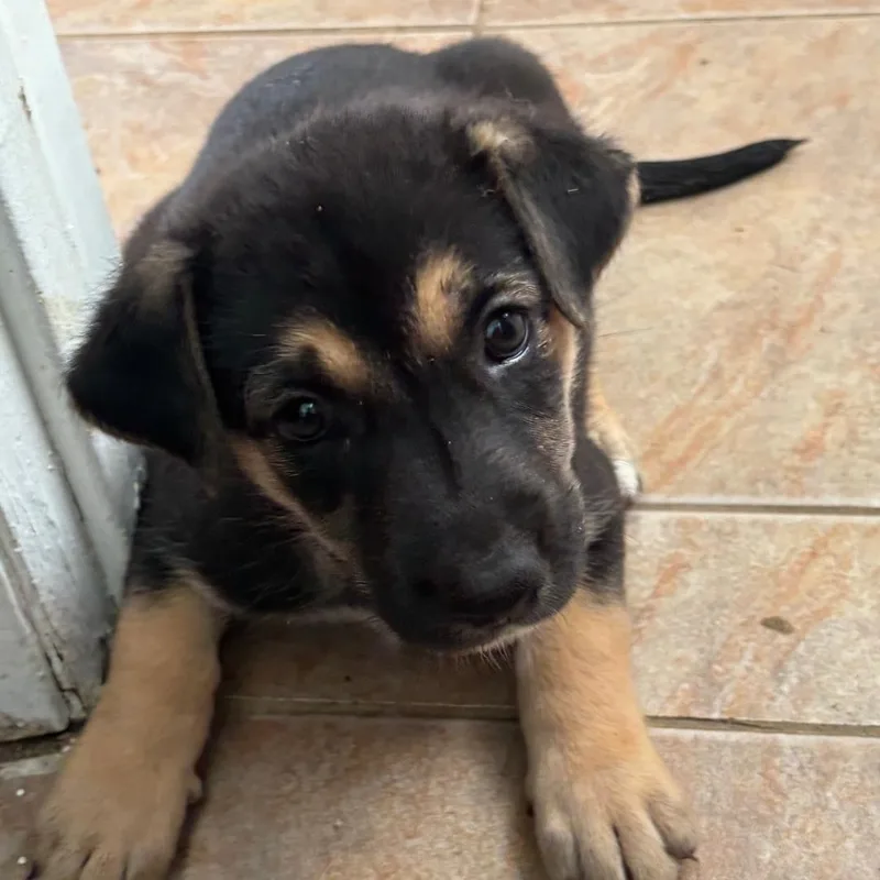 A baby large-sized female German Shepherd Dog dog named Stormie for adoption in Plano, TX