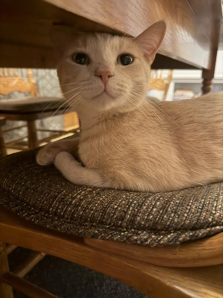 A young small-sized male Domestic Short Hair cat named Milo for adoption in Salisbury, NC