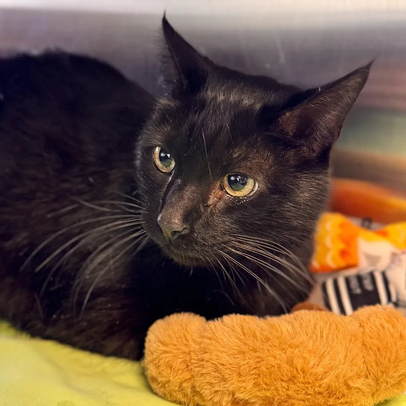 Blackish thumbnail 2