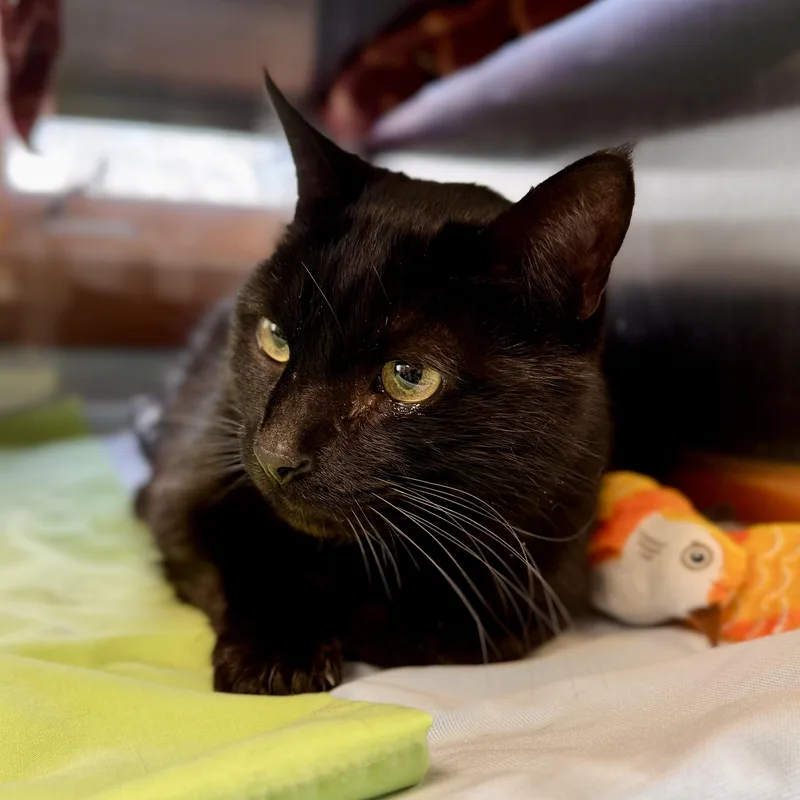 An adult large-sized male Black Domestic Short Hair cat named Blackish for adoption in Midland, MI