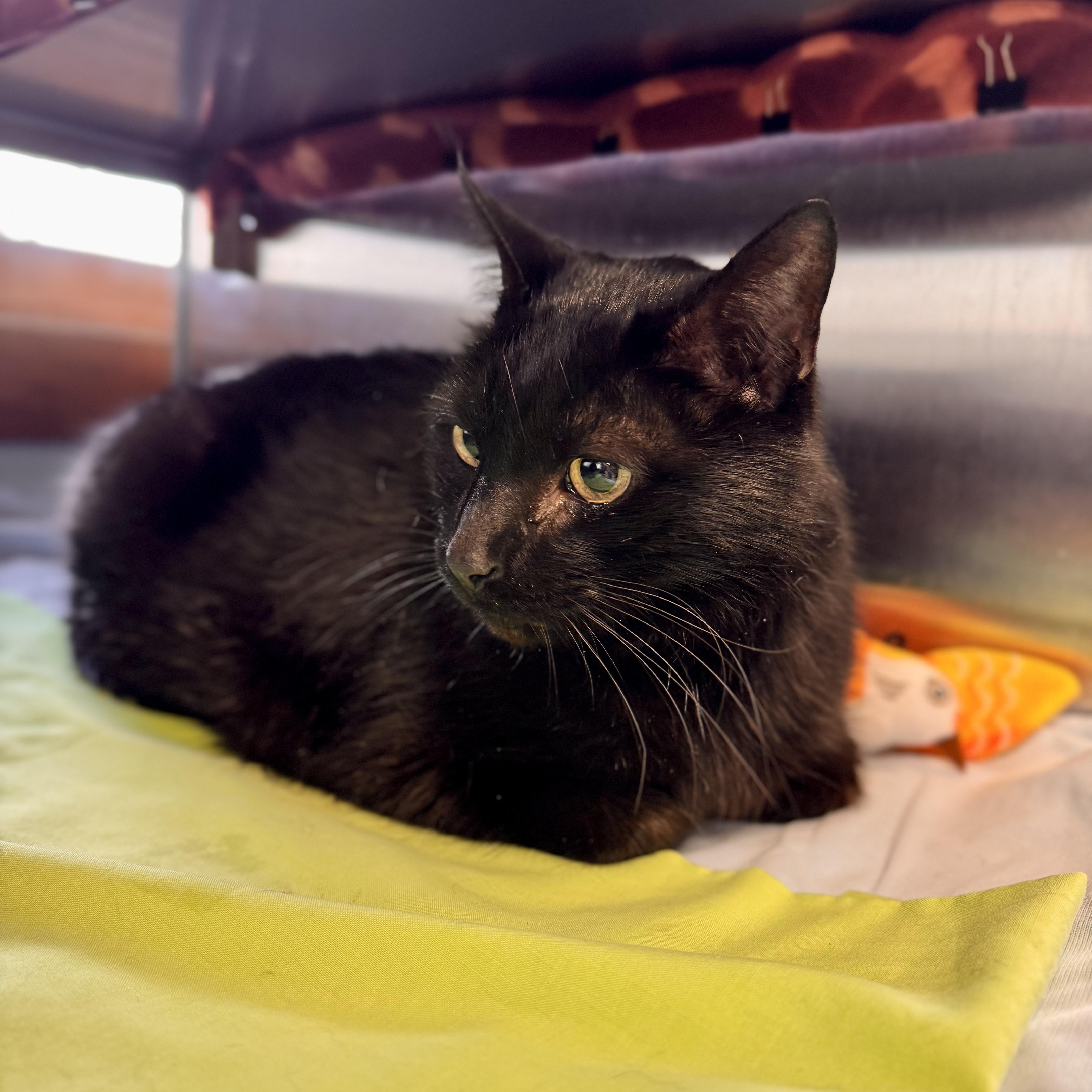 Blackish thumbnail 3