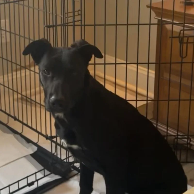 A young medium-sized female Black Mixed Breed dog named Mabel Martin for adoption in Huntsville, AL