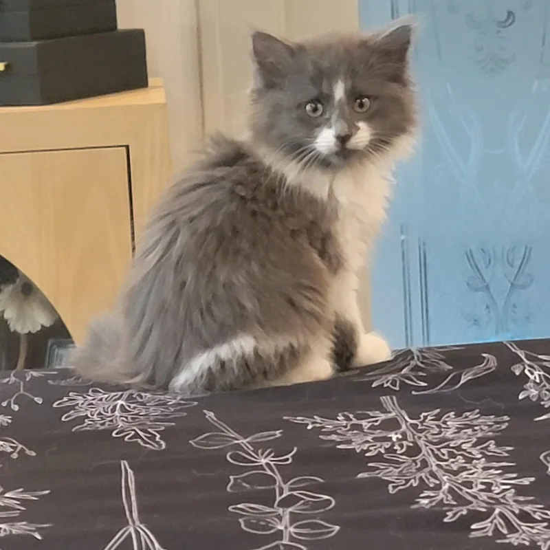 Darla