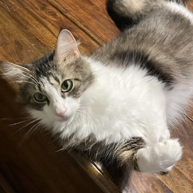 Aurelia