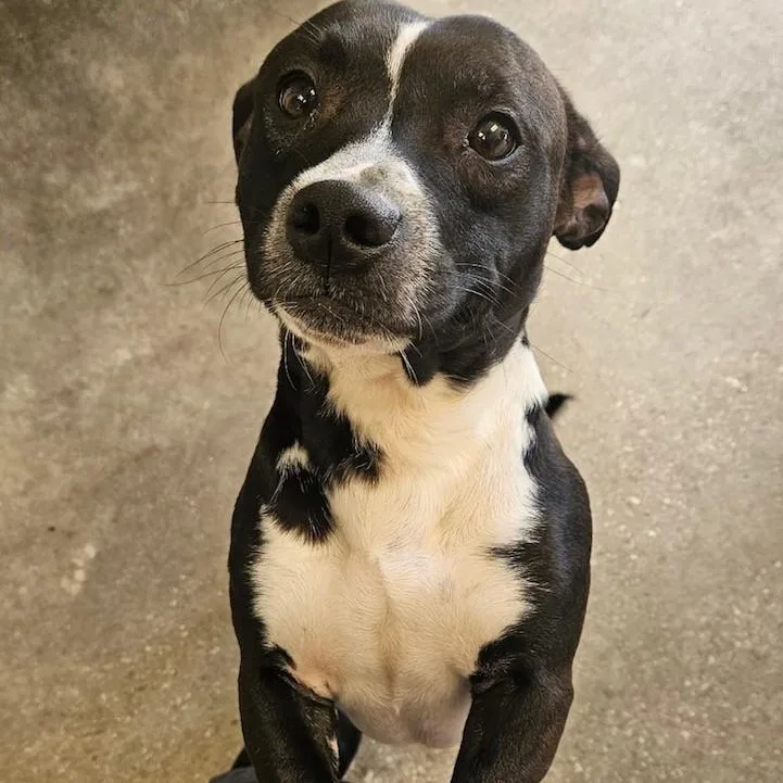 A young medium-sized male Black Pit Bull Terrier dog named Koda for adoption in Windsor, CT