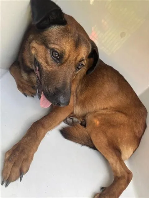 An adult large-sized male Black Mouth Cur dog named A for adoption in Houston, TX