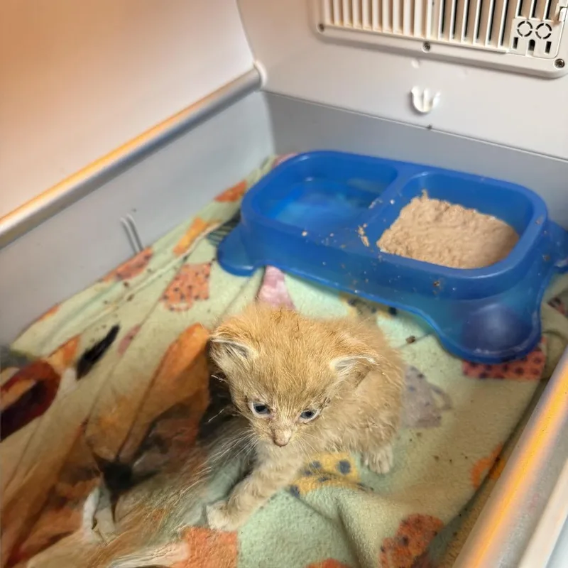 A baby small-sized male Orange / Red Domestic Short Hair cat named Hank for adoption in Pauls Valley, OK
