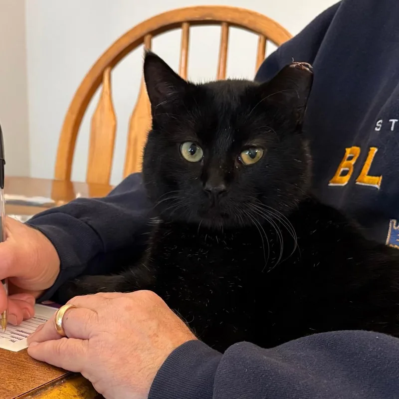 Smokey Joe thumbnail 2