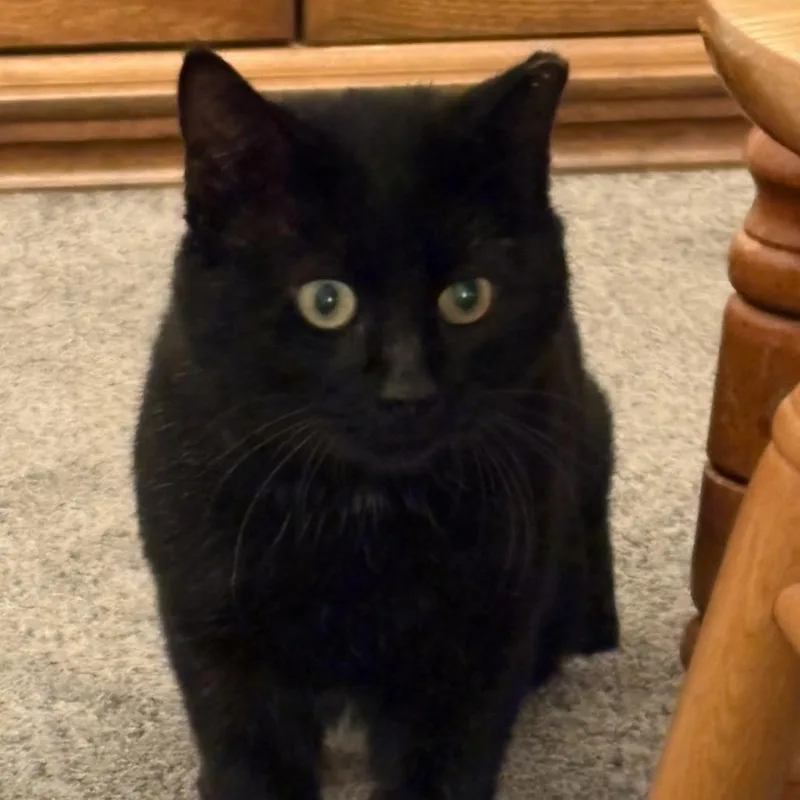 Smokey Joe thumbnail 5