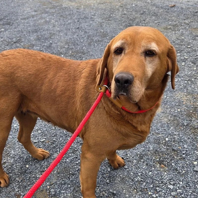 An adult small-sized female Red / Chestnut / Orange Labrador Retriever dog named Cara for adoption in Waynesboro, PA