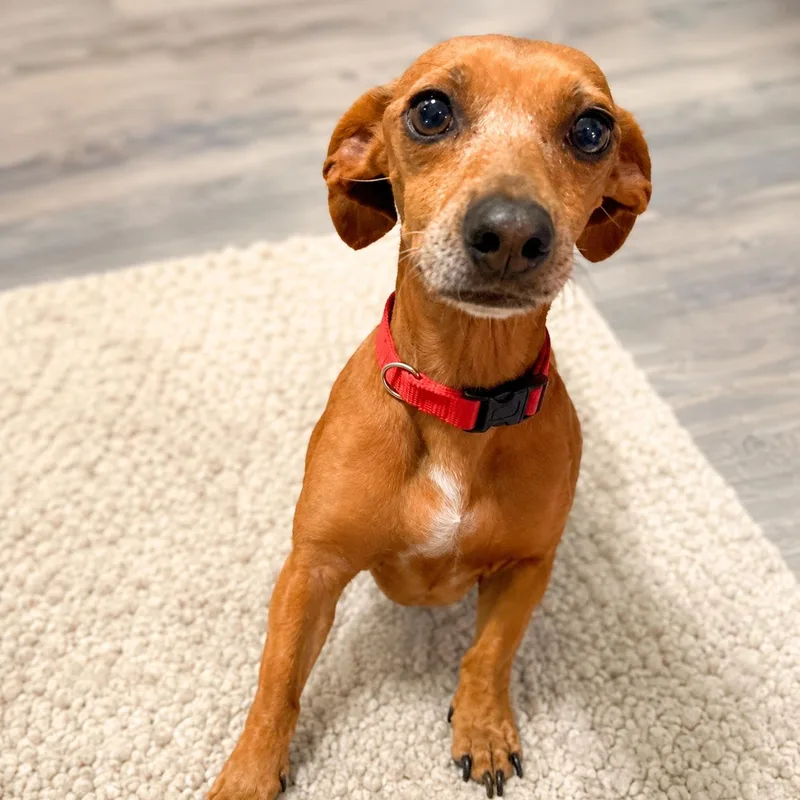 An adult small-sized male Golden Dachshund dog named Danny for adoption in Houston, TX