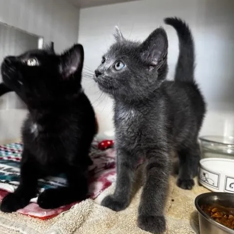 A baby small-sized male Black Domestic Short Hair cat named Modelo and Chamoy for adoption in Hutchinson, MN