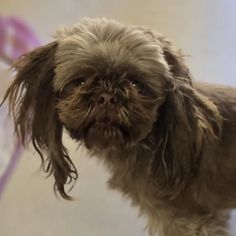 An adult small-sized female Brown / Chocolate Shih Tzu dog named Thelma for adoption in Wickenburg, AZ