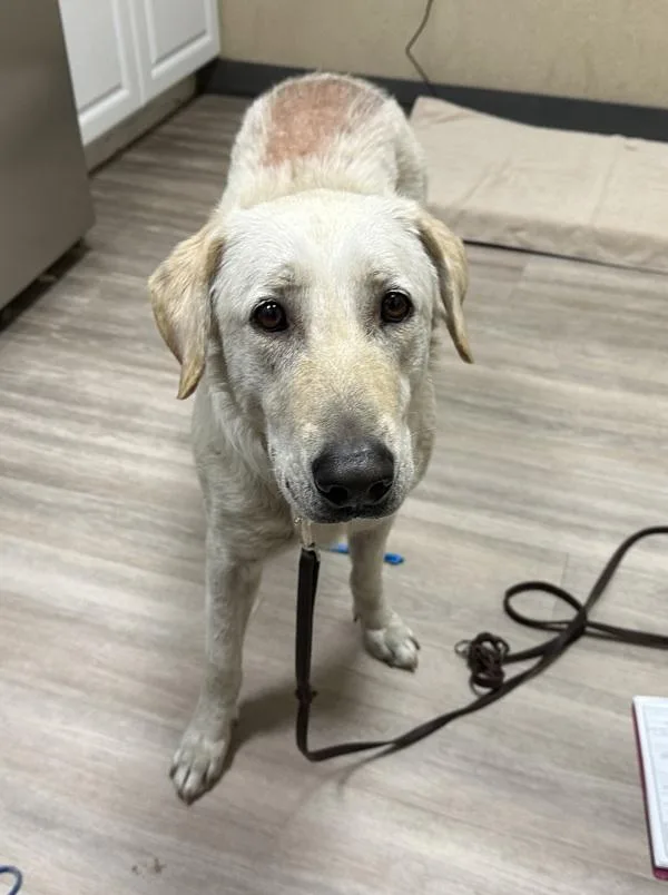An adult large-sized female Labrador Retriever dog named Guera for adoption in Oceanside, CA
