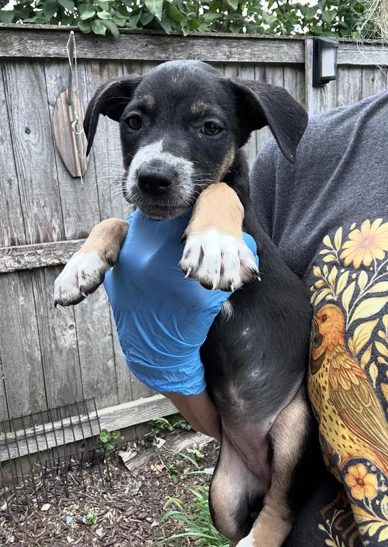 A baby medium-sized female Tricolor (Brown, Black, & White) Australian Shepherd dog named Mizuno for adoption in Wonder Lake, IL