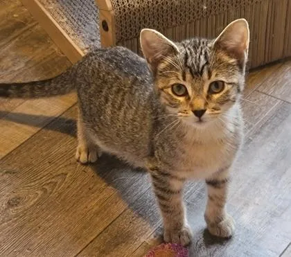 Harper