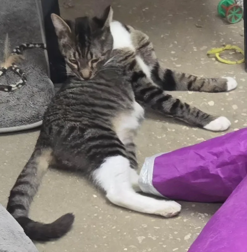 A young small-sized male Domestic Short Hair cat named Forest for adoption in AUBURNDALE, FL