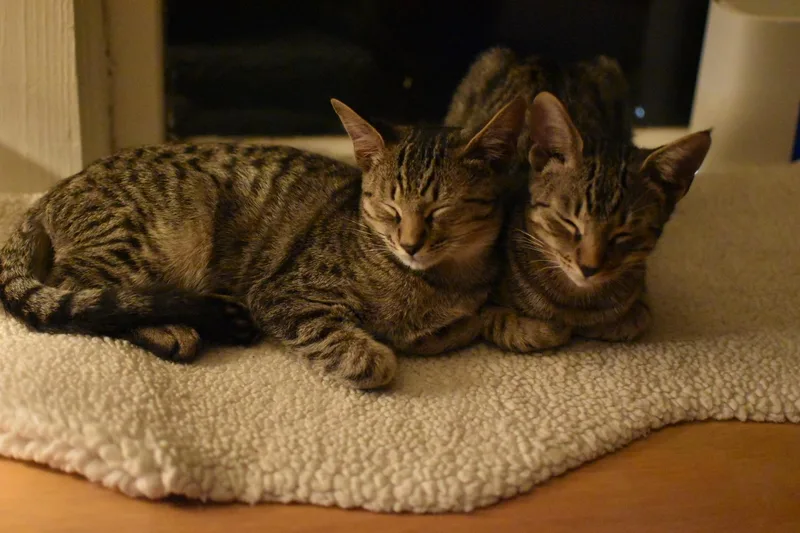 A baby large-sized male Domestic Short Hair cat named Tom Loftis for adoption in Avondale Estates, GA