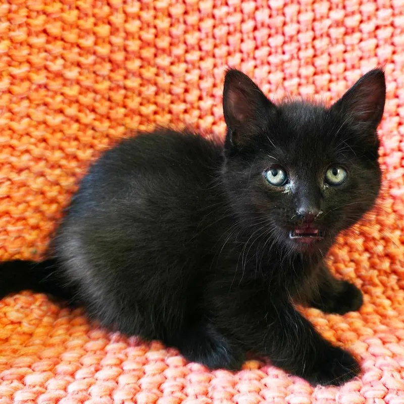 A baby small-sized female Black Domestic Short Hair cat named Raven for adoption in Mount Juliet, TN