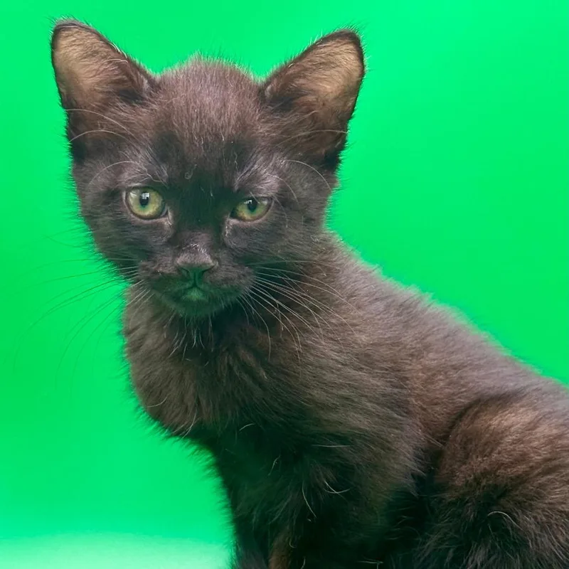 A baby small-sized female Black Domestic Short Hair cat named Bazinga for adoption in Los Angeles, CA