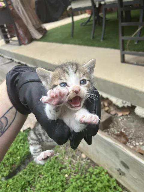 A baby medium-sized male Domestic Medium Hair cat named Derpy for adoption in Dallas, TX