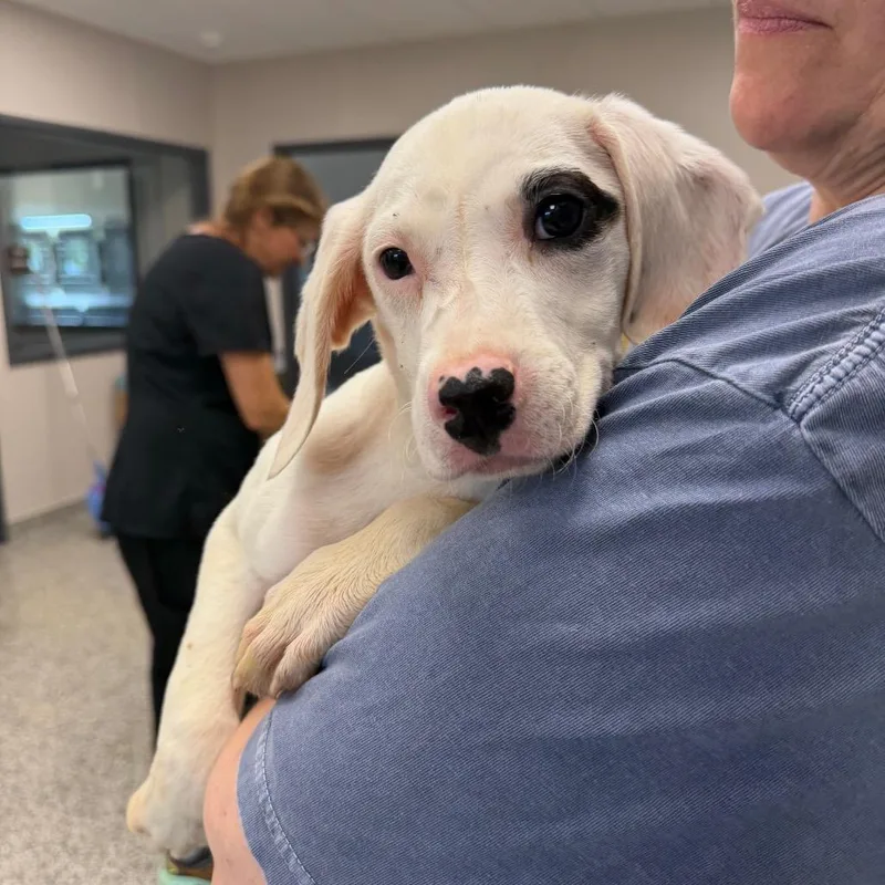 A baby medium-sized male White / Cream Pit Bull Terrier dog named Bunny for adoption in Morganton, NC