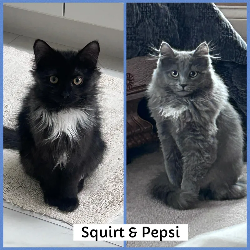 A baby medium-sized male Black & White / Tuxedo Domestic Long Hair cat named Squirt & Pepsi for adoption in Mokena, IL