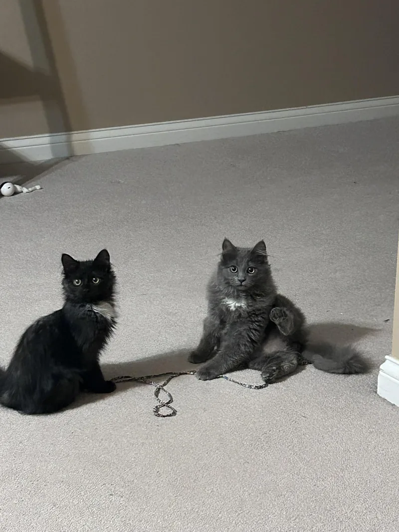 Squirt & Pepsi thumbnail 3