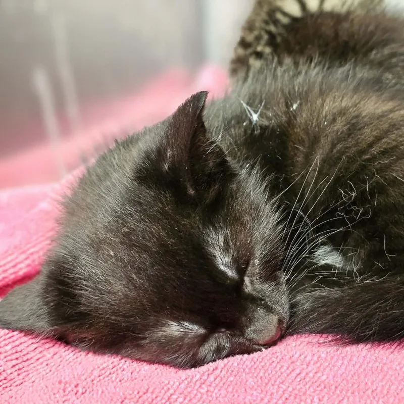 A baby small-sized male Black Domestic Short Hair cat named Benji for adoption in Rocky Mount, VA