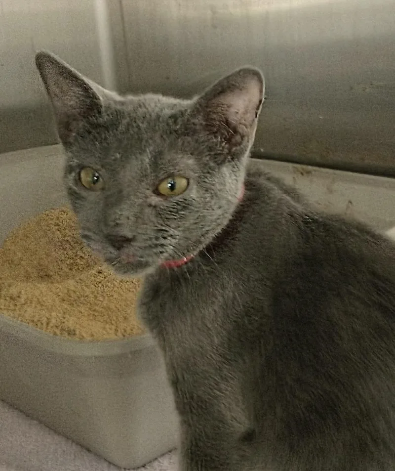 A baby medium-sized female Domestic Short Hair cat named Nala for adoption in San Pedro, CA